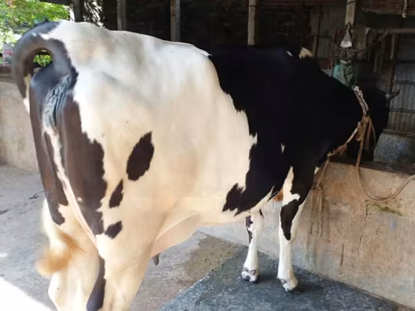 Kuh, Holstein-Rasse — Bangladesch