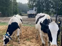 Kuh, Holstein-Rasse — Foto 6