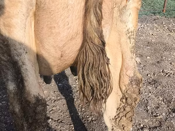 गाय, Swiss cattle