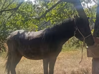 Caballo, French Trotter — foto 3