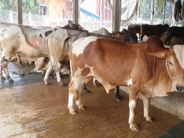 ষাঁড়, গরু — বাংলাদেশ