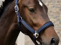 घोड़ा, Karachay horse — फ़ोटो 2