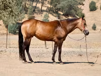 حصان, Quarter Horse — الصورة 7