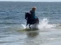 Stute, Quarter Horse — Foto 6