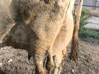গাভী, Swiss cattle — ছবি 2