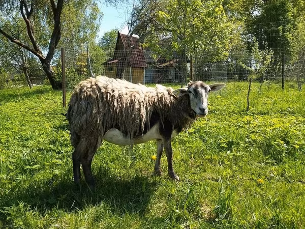 Cabra, Kejobong goat
