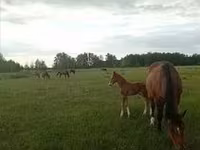 घोड़ी, Percheron — फ़ोटो 7