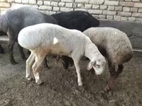 ভেড়ার পাঁঠা, ভেড়া — ছবি 4