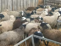 Carnero, Edilbay sheep — foto 6