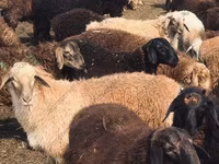 Carnero, Katum sheep — foto 6