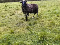 Schaf, Katum sheep — Foto 6
