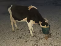 ثور, Swiss cattle — الصورة 2