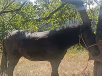 Caballo, French Trotter — foto 4