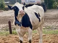 Kuh, Holstein-Rasse — Foto 5