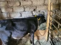 ثور, الماشية — الصورة 3