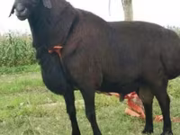 Ram, Rhon sheep — photo 5