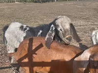 Cabro, Nubian Goat — foto 1