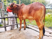 গাভী, গরু — ছবি 4