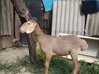 كبش, Edilbay sheep — الصورة 1