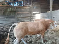 ষাঁড়, Blonde d’Aquitane cattle — ছবি 2