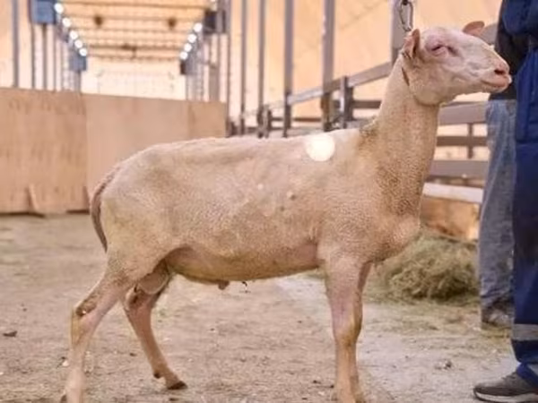 ভেড়ার পাঁঠা, East Friesian Dairy sheep