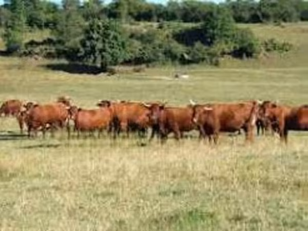 गाय, Salers cattle