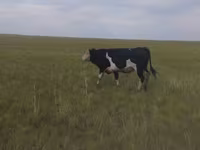 Toro, Russian Black pied cattle — foto 3