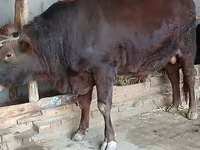 ষাঁড়, লাল স্টেপ গরু — ছবি 2