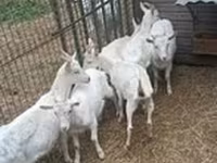 Cabra, Saanen goat — foto 1