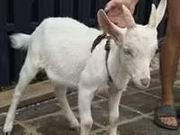Cabra, Alpine goat — foto 4