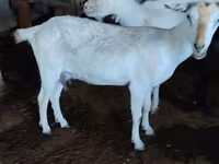 ছাগী, Saanen goat — ছবি 2