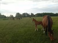 घोड़ी, Trakehner — फ़ोटो 5