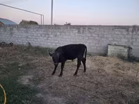 ষাঁড়, আলাতাউস্কায় প্রজাতি — ছবি 5