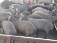 मेढ़ा, Arabi sheep — फ़ोटो 1