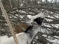 Cabra, Alpine goat — foto 5
