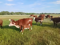 गाय, Latvian Blue cattle — फ़ोटो 4