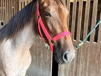 घोड़ी, Rocky Mountain Horse — फ़ोटो 3