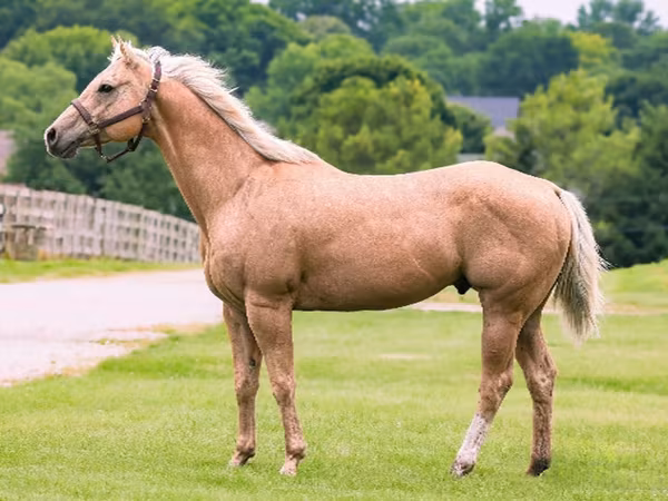 Caballo, Quarter Horse