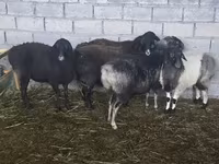 نعجة, Tian-Shan semifinewool sheep — الصورة 6