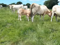 Toro, Blonde d’Aquitane cattle — foto 4
