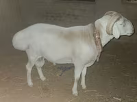 كبش, Rhon sheep — الصورة 1