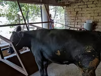 গাভী, গরু — ছবি 4