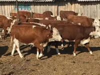 Vaca, Hereford — foto 2