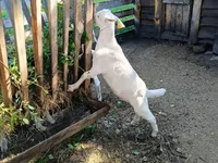 ছাগল, Saanen goat — ছবি 3