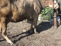 गाय, अलाताऊ नस्ल — फ़ोटो 6