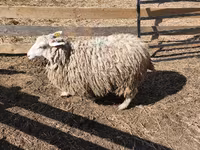 كبش, الأغنام — الصورة 7