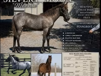 घोड़ी, Rocky Mountain Horse — फ़ोटो 1