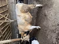 ষাঁড়, গোলস্টাইন জাত — ছবি 3