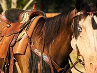 Stute, American paint horse — Foto 5