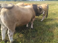ষাঁড়, Aubrac cattle — ছবি 3